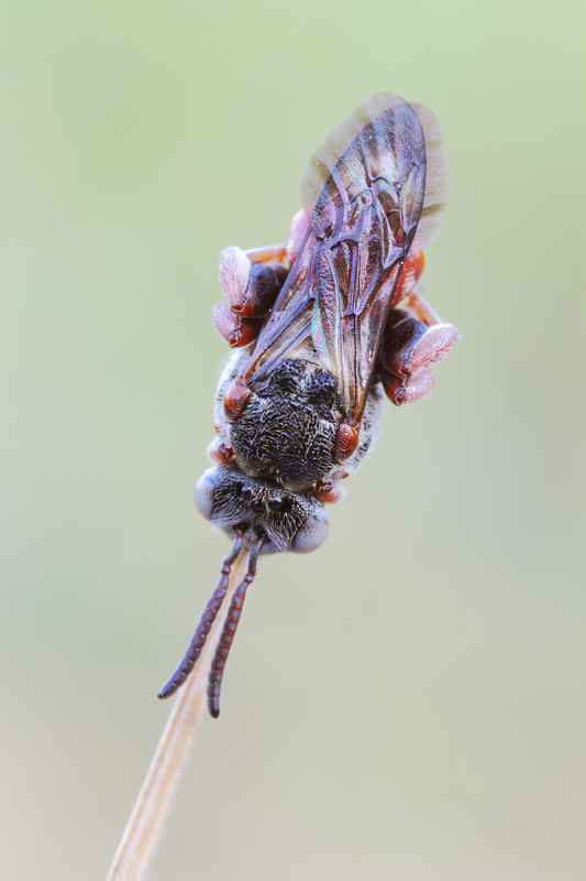 Epeoloides sp.